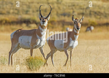 Pronghorn (Antilocapra americana). Buck und doe während der Paarungszeit. Yellowstone National Park, Wyoming, USA. Stockfoto