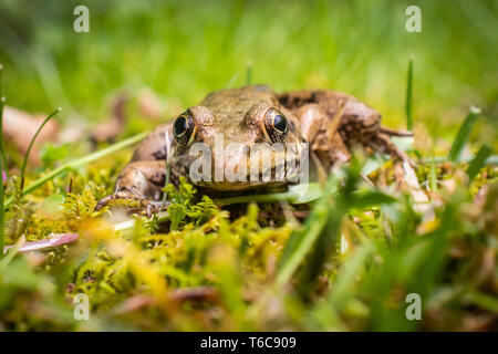 Ein Frosch auf dem Boden liegt. Stockfoto