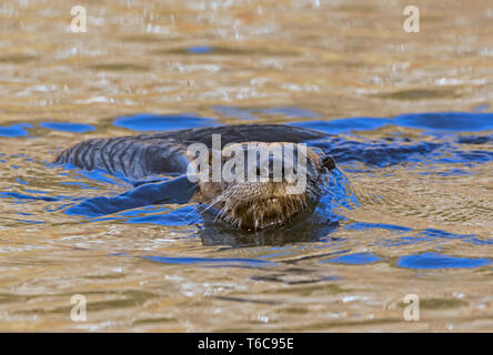 North American River Fischotter (Lontra canadensis). Acadia National Park, Maine, USA. Otter Schwimmen bei Sonnenaufgang. Stockfoto
