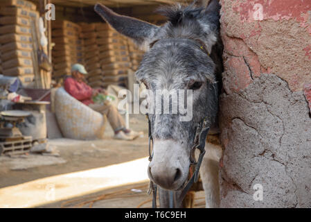 Esel in Marrakesch, Marokko Stockfoto