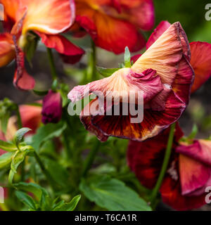 Rote welke Pansy in der Natur Stockfoto