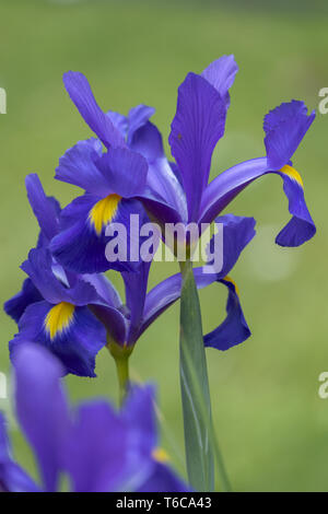 Zwerg Iris oder Zwerg Iris (Iris pumila) Stockfoto