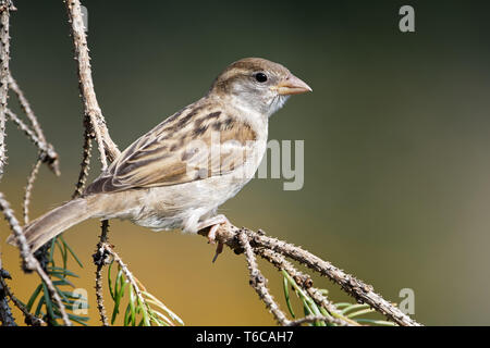 Junge Haussperling im Garten Stockfoto