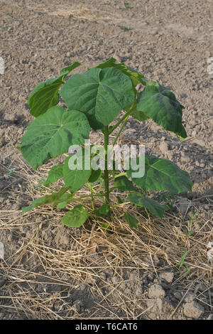 Eine Paulownia Anlage Stockfoto