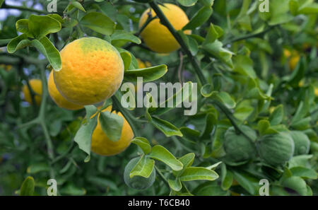 Citrus dreiblättrige Obst Stockfoto