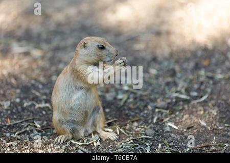 Schwarz-tailed Präriehunde (Cynomys ludovicianus) Stockfoto