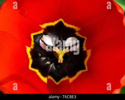 Tulpe Blume Kopf Öffnen mit Stempel und staubgefäße. Ansicht von oben Makro Bild. Nahaufnahme von floral background in Rot mit gelben und schwarzen Elementen Stockfoto