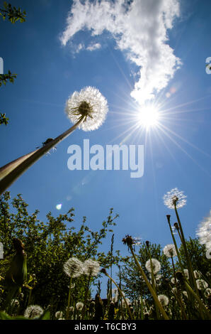 Blüte weiß Löwenzahn Blume und Sunbeam im blauen Himmel Stockfoto