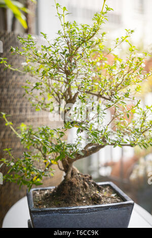 Kleine Bonsai Baum in einem Zimmer Stockfoto