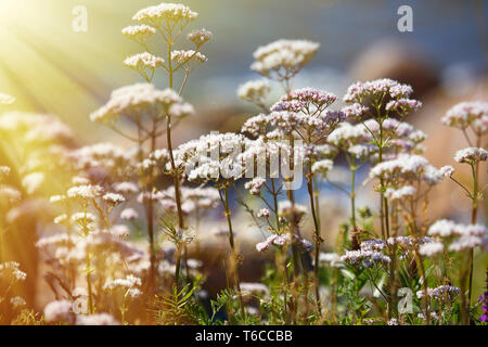 Die duftenden blühenden Baldrian auf Sommer Gras wiesen in der Sonne. Millennium berühmten Heilpflanzen Stockfoto