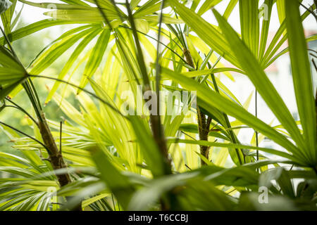 Nahaufnahme der ein Hallenbad in Palm Tree Stockfoto