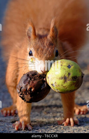 Eichhörnchen mit Walnüssen Stockfoto