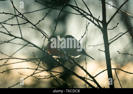 Paar Gimpel in frontlighting im Frühjahr Tag Stockfoto