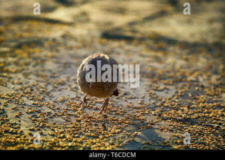 Indische Vögel. Dschungel Schwätzer (Turdoides Striata) Feeds auf Korn placers Stockfoto