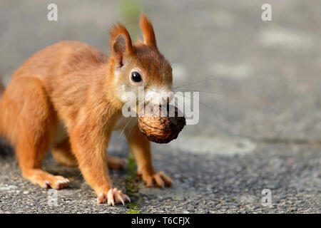 Eichhörnchen mit einer Nuss Stockfoto