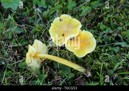 Golden waxcap, Hygrocybe chlorophana Stockfoto