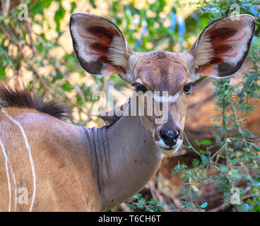 Close-up Gesicht Frauen Kudus Tragelaphus strepsiceros. Schönes Gesicht mit großen Ohren hören und großen Augen mit den langen Wimpern. Samburu finden Stockfoto