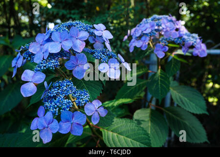 Close up Vivid blue lacecap Hortensie, Hydrangea macrophylla Sommer blühender Strauch Stockfoto