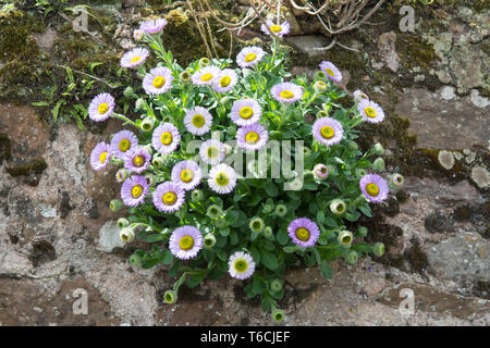 Erigeron Glaucus oder Seaside daisy oder fleabane Pflanze, die auf eine Wand-UK Stockfoto