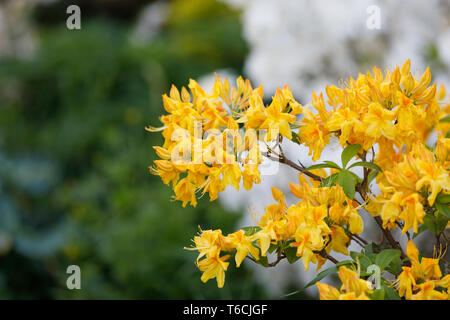 Blühende Blume Azalea, Rhododendron im Frühjahr Garten Stockfoto