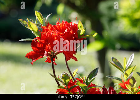 Rot rhododendron Azalee blüht im Frühling Garten Stockfoto