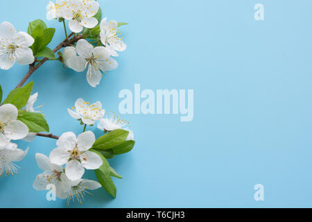 Grenze der Feder weiß blossom Zweige auf Pastell-blaue Hintergrund. Floralen Muster. Platz für Text. Banner oder Vorlage. Ansicht von oben, flach. Stockfoto