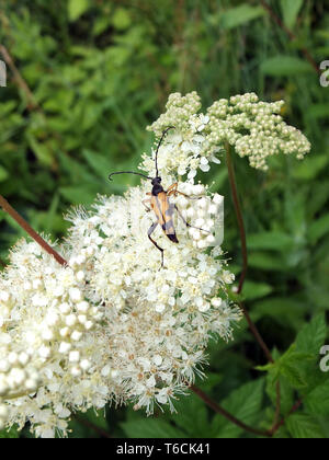 Ein Longhorn Beetle Fütterung auf die Blumen einer Holunder Bush Stockfoto