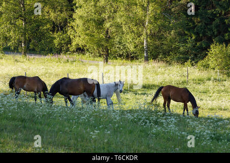 Schöne Herde Pferde grasen im Frühjahr Wiese Stockfoto