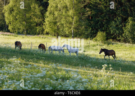 Schöne Herde Pferde grasen im Frühjahr Wiese Stockfoto