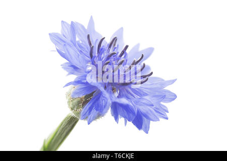 Kornblume Centaurea cyanus oder hurtsickle, Stockfoto