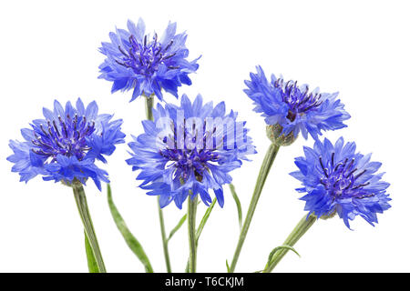 Kornblume Centaurea cyanus oder hurtsickle, Stockfoto