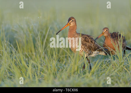 Schwarz-tailed godwits in einem Deutschen bog Stockfoto