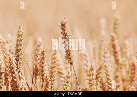 Reife golden Weizenfeld im Sommer Stockfoto