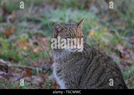 Europäische Wildkatze, Felis silvestris, Süd Deutschland Stockfoto