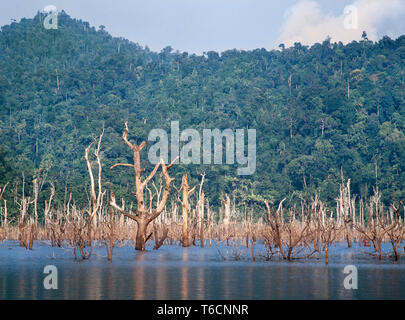 Überflutet Tropical Forest, Lake Kenyir, Pahang, Malaysia. Stockfoto