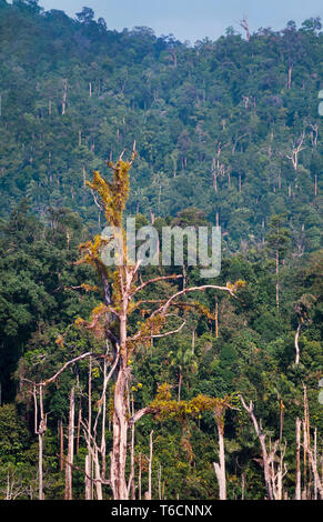 Überflutet Tropical Forest, Lake Kenyir, Pahang, Malaysia. Stockfoto