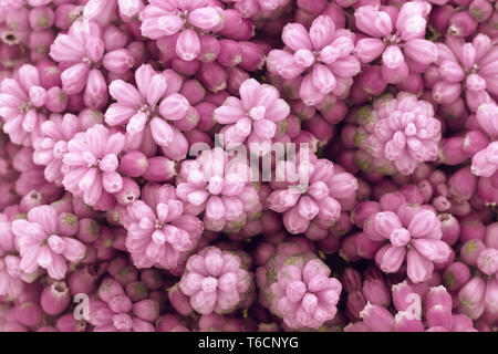 Natürliche abstrakte Blumen rosa Hintergrund oder Blumen Textur. Frühling, Sommer Muster. Helle, trendige Farbe, close-up. Stockfoto