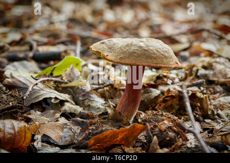 Xerocomellus chrysenteron in einem Wald im Herbst Stockfoto