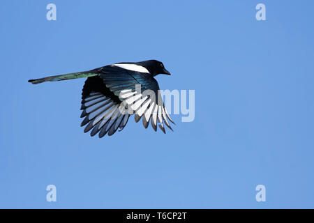 Eurasische Elster Stockfoto