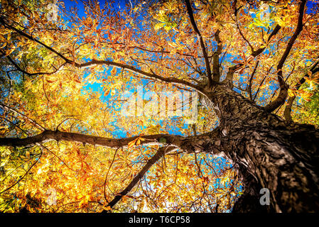 Herbst Stockfoto