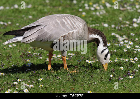 unter der Leitung von Bar Gans Stockfoto