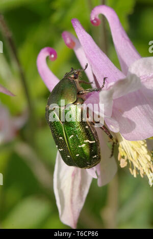 Rose chafer Stockfoto