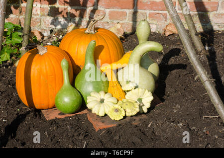 Kürbisse Kürbisse und im Garten Stockfoto