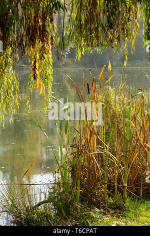 Lietzensee 133. Deutschland Stockfoto
