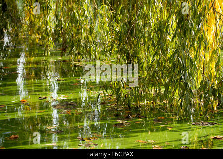 Lietzensee 131. Deutschland Stockfoto