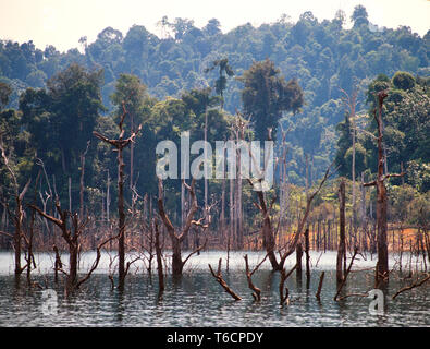 Überflutet Tropical Forest, Lake Kenyir, Pahang, Malaysia. Stockfoto