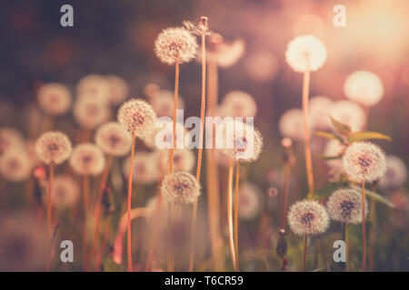 Löwenzahn Feld in vintage Farbe Wirkung - retro style Bild mit unscharfen bokeh Hintergrund und Sonnenlicht Hintergrundbeleuchtung Stockfoto