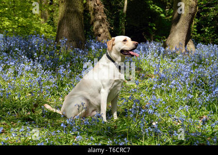 Gelben Labrador in einem Bluebell Holz sitzen an Saltwells lokale Nature Reserve, Quarrybank, West Midlands Stockfoto