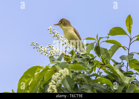 Orpheusspötter (Hippolais Polyglotta) Stockfoto
