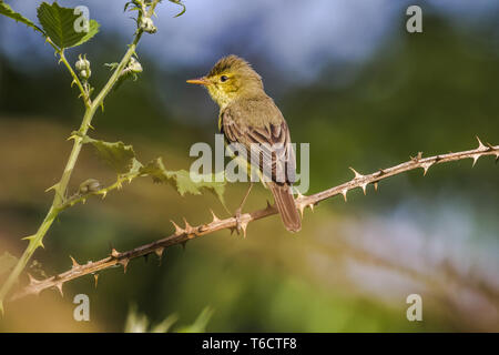 Orpheusspötter (Hippolais Polyglotta) Stockfoto